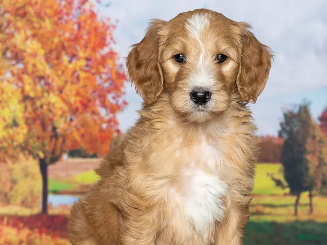 Goldendoodle dogs Buster - Ad 1