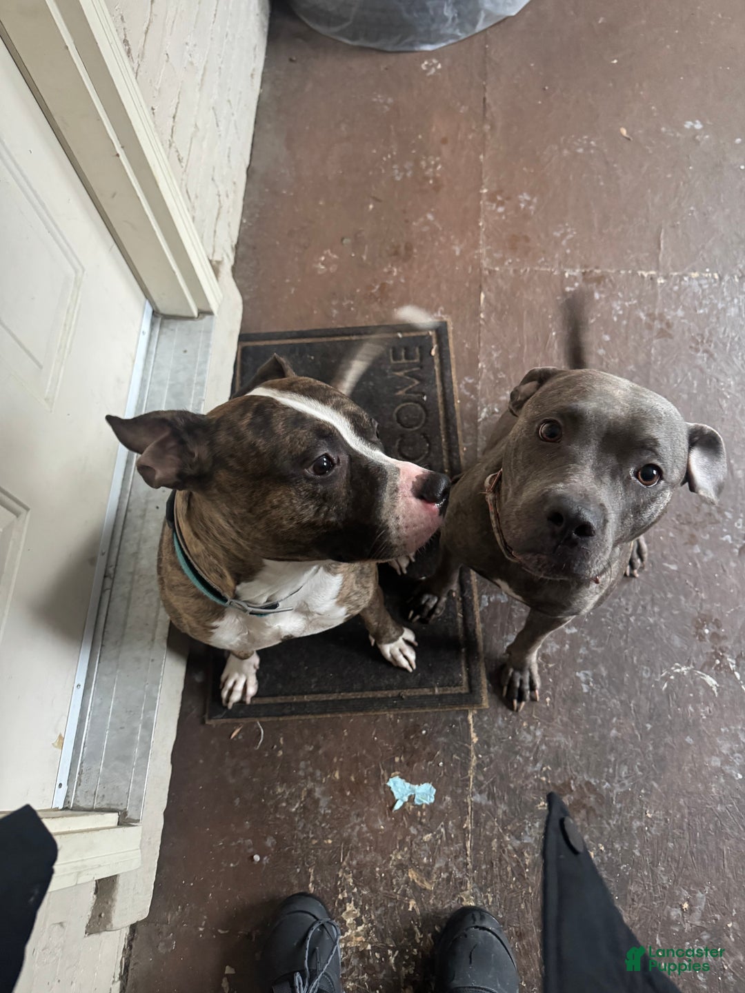 Mixed Breed dogs for sale: Mixed Breed Puppy 1 - Ad 9