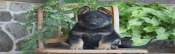 German Shepherd dogs for sale: Mason - Ad 5