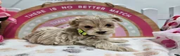 Maltipoo dogs for sale: Maltipoo Rambo Jaye - Ad 8