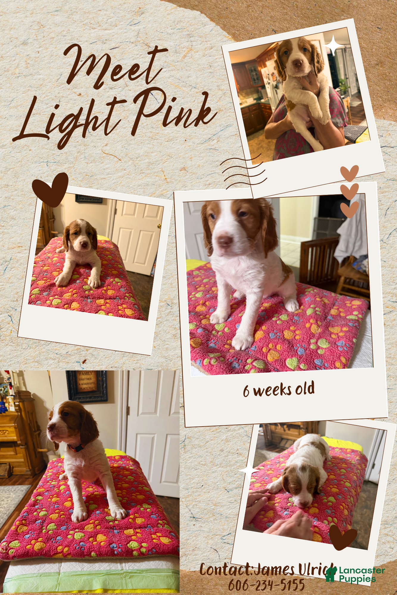 Brittany Spaniel dogs for sale: Brittany Spaniel 7 - Ad 2