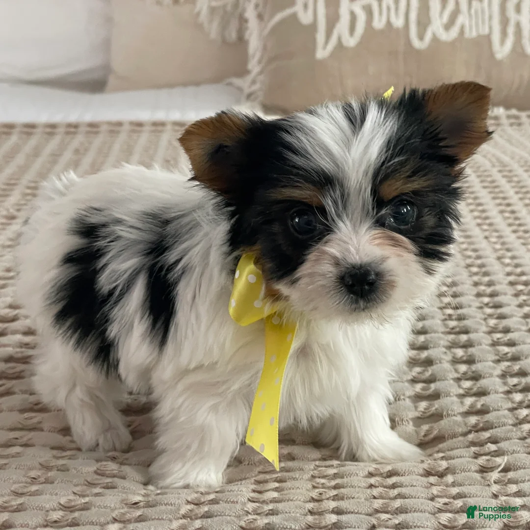 Biewer Terrier dogs for sale: Tiny Minnie - Ad 8