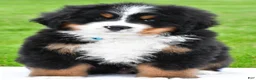 Bernese Mountain Dog dogs for sale: Ronnie - Ad 2