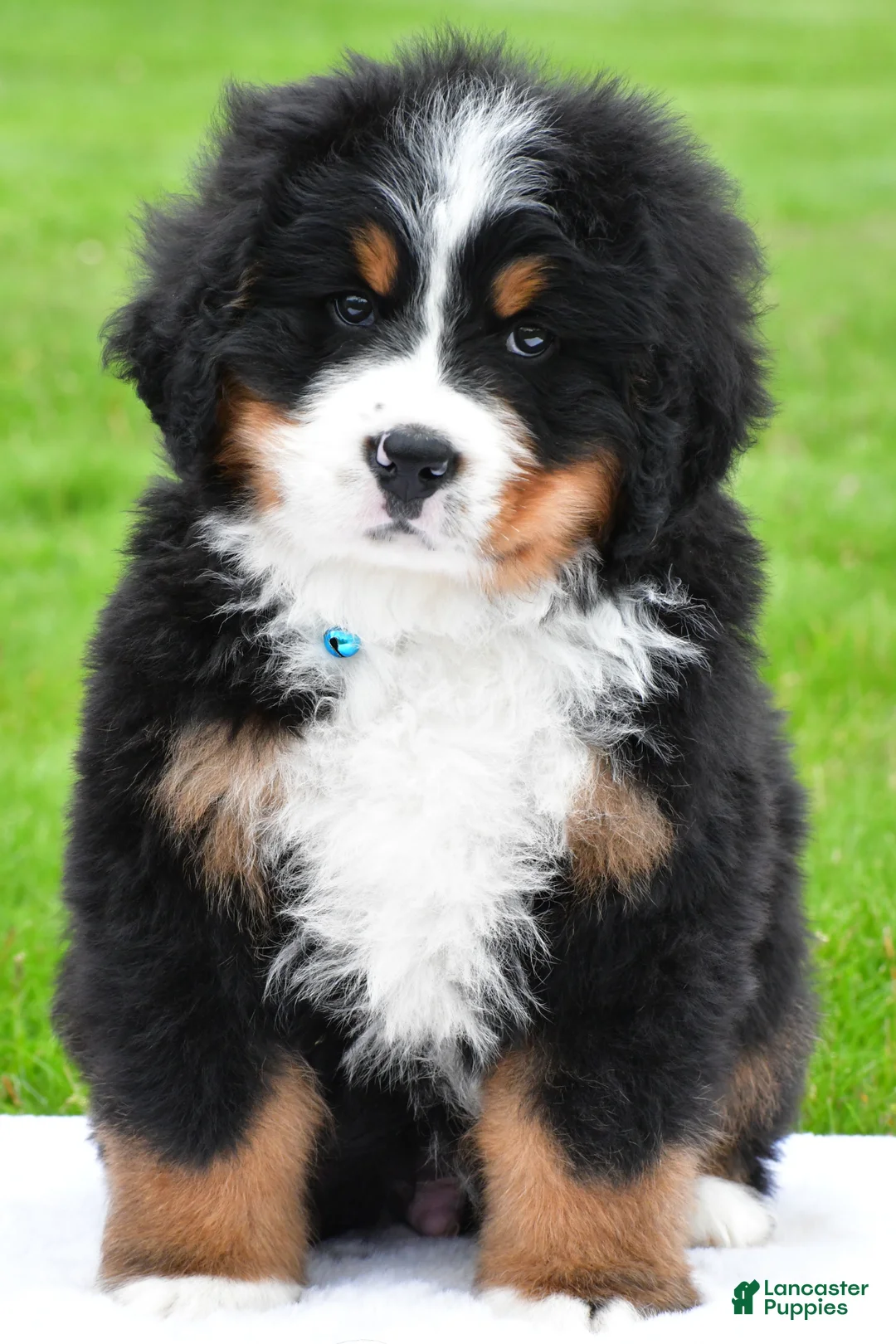 Bernese Mountain Dog dogs for sale: Ronnie - Ad 2