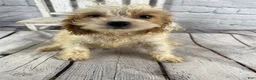 Cockapoo dogs for sale: Juno - Ad 4
