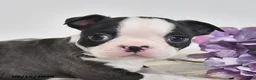 Boston Terrier dogs for sale: Edgar - Ad 3