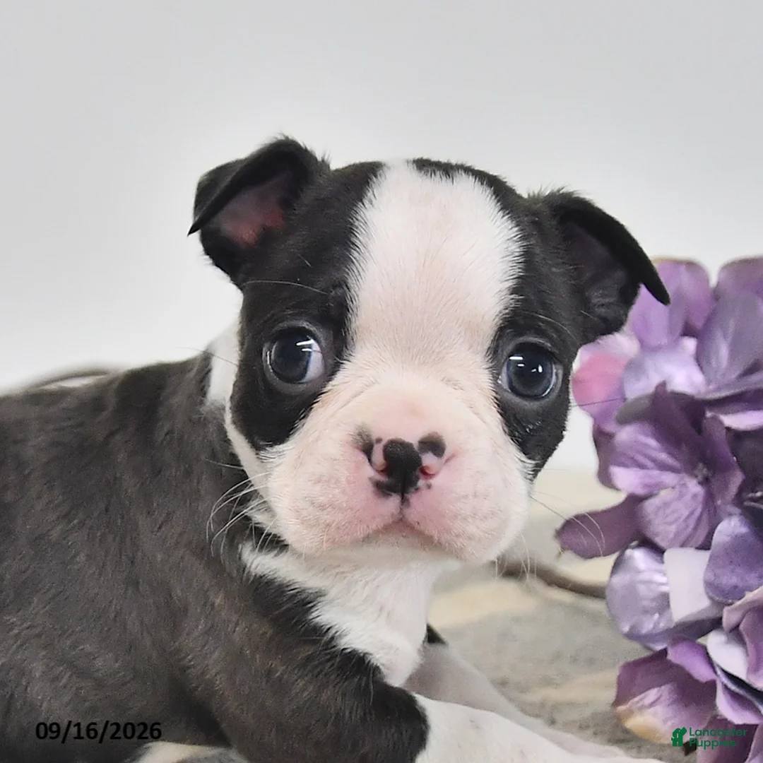 Boston Terrier dogs for sale: Edgar - Ad 3