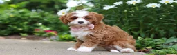 Cavapoo dogs for sale: Precious - Ad 7