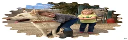 German Shepherd dogs for sale: Sylvia  - Ad 11