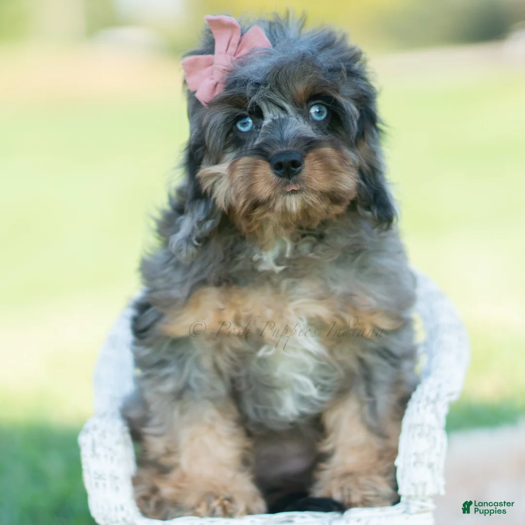 Cavapoo dogs for sale: Toodles - Ad 7