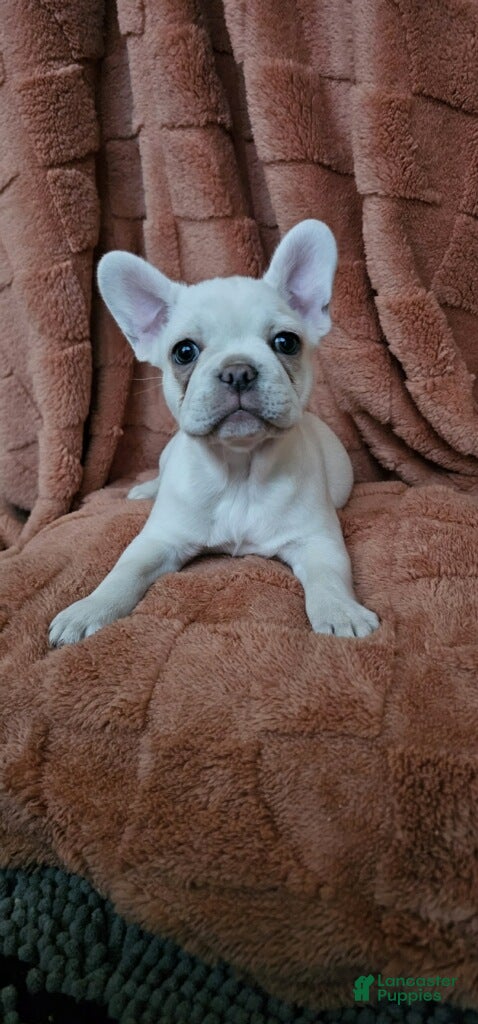 French Bulldog dogs French Bulldog Puppy 3 - Ad 27