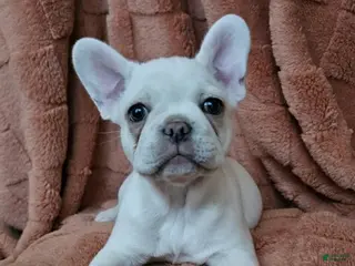 French Bulldog dogs French Bulldog Puppy 3 - Ad 27