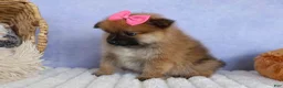 Pomeranian dogs for sale: Freya  - Ad 17