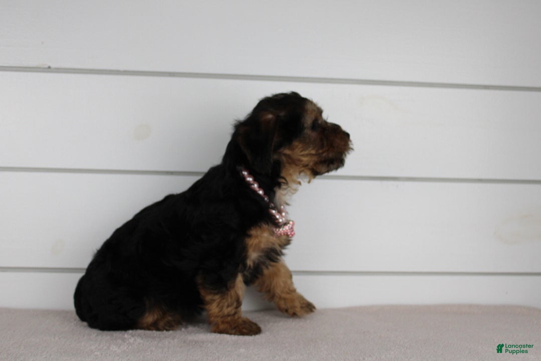 Yorkiepoo dogs for sale: TINKERBELL - Ad 5