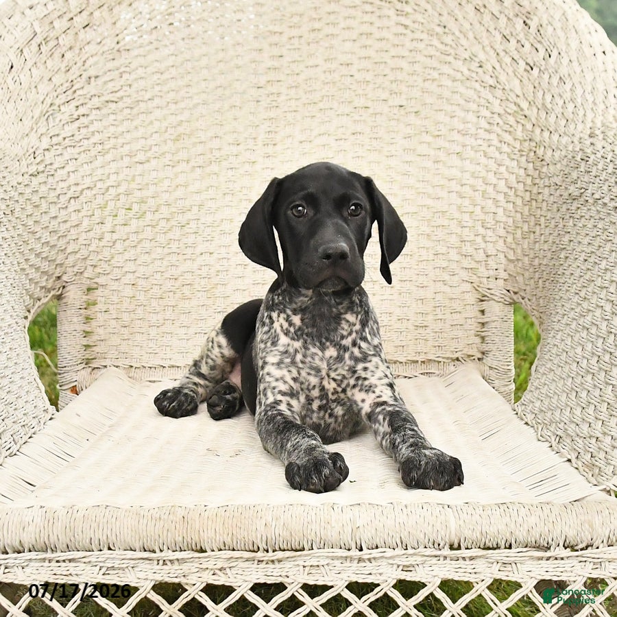 German Shorthaired Pointer dogs Dixie - Ad 2