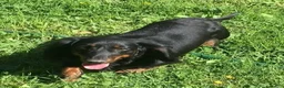 Miniature Dachshund dogs for sale: Dogo - Ad 4