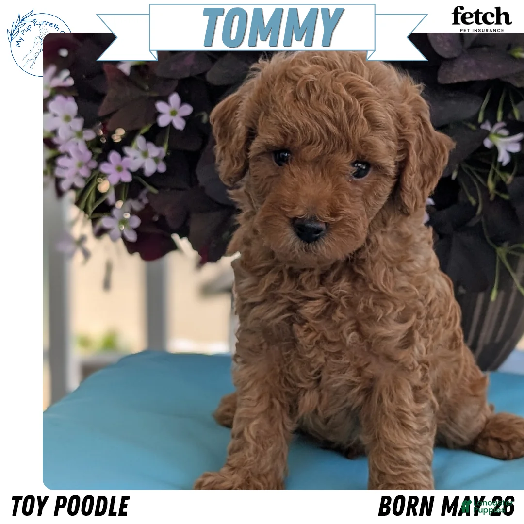 Toy Poodle dogs for sale: Tommy - Ad 1
