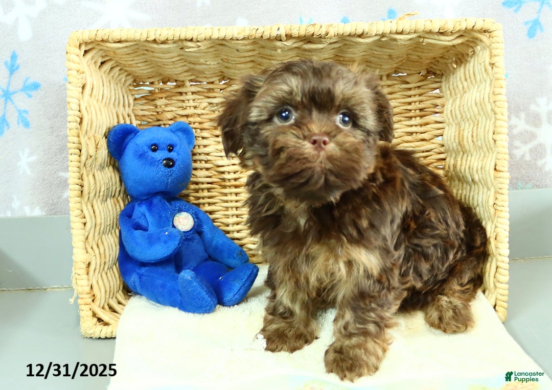 Shorkie dogs for sale: Rex - Ad 4