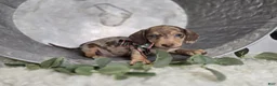 Miniature Dachshund dogs for sale: Annabell - Ad 3