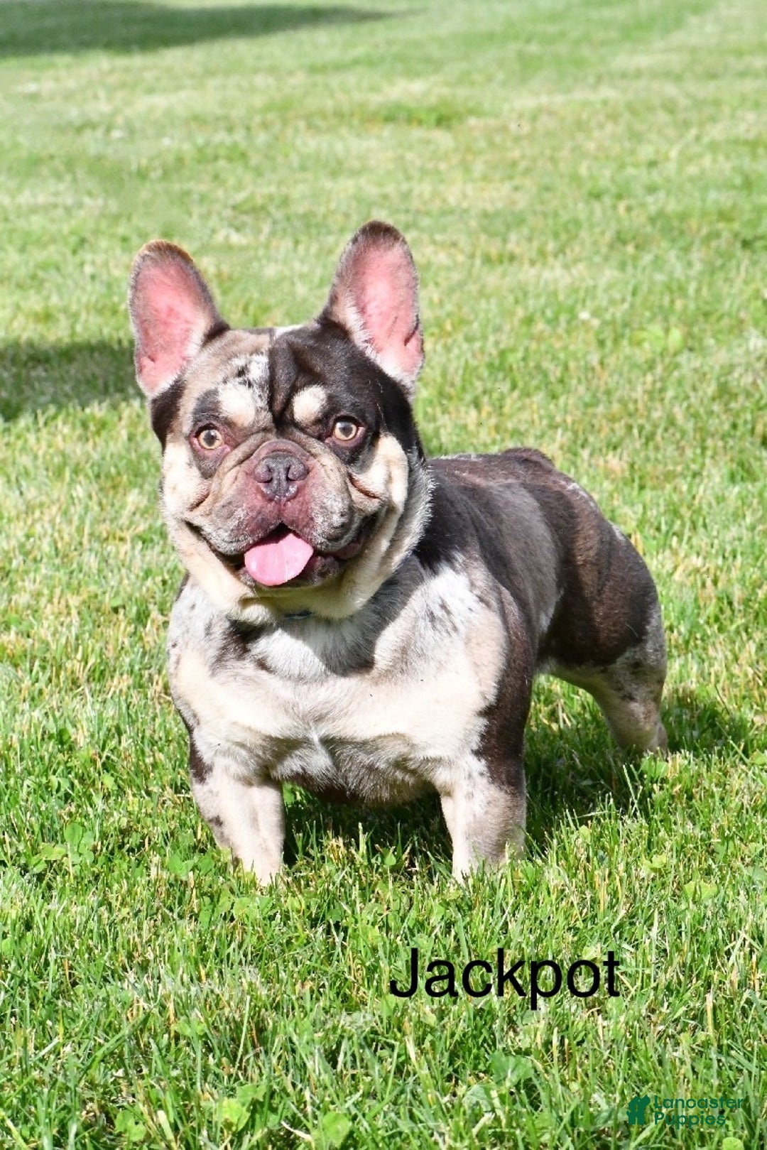 French Bulldog dogs for sale: Elsie - Ad 6