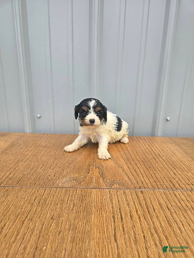Cavapoo dogs Buster - Ad 1