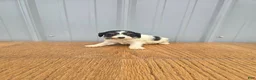 Cavapoo dogs for sale: Buster - Ad 1