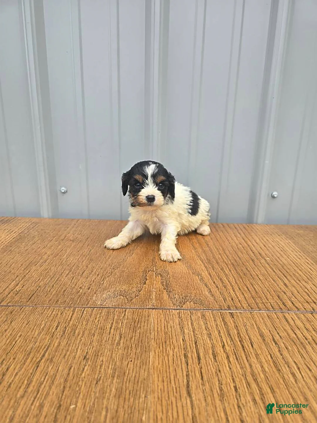 Cavapoo dogs for sale: Buster - Ad 1