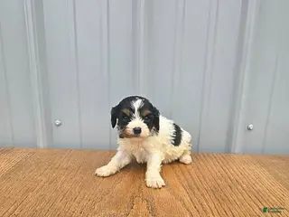 Cavapoo dogs for sale: Buster - Ad 3