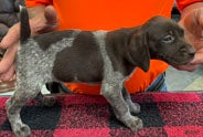 German Shorthaired Pointer dogs German Shorthaired Pointer Puppy 9 - Ad 1