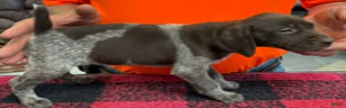 German Shorthaired Pointer Puppy 9