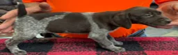 German Shorthaired Pointer dogs for sale: German Shorthaired Pointer Puppy 9 - Ad 1