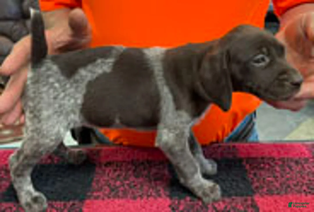German Shorthaired Pointer dogs for sale: German Shorthaired Pointer Puppy 9 - Ad 1