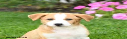 Mixed Breed dogs for sale: Flora   - Ad 5
