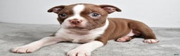 Boston Terrier dogs for sale: Jance - Ad 6
