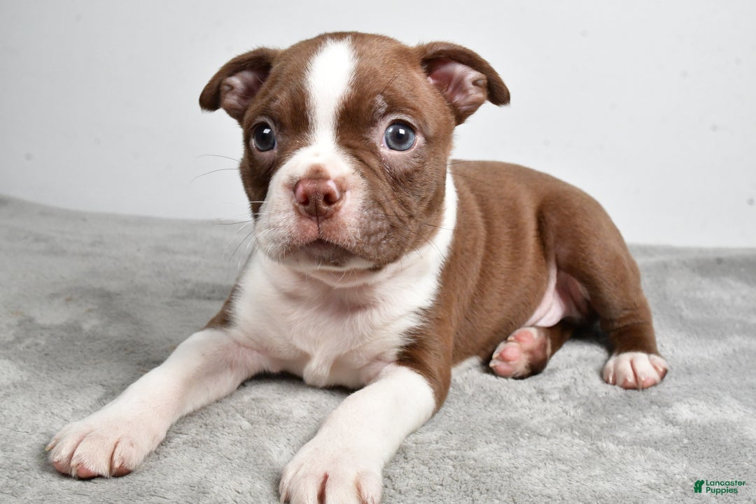 Boston Terrier dogs for sale: Jance - Ad 6