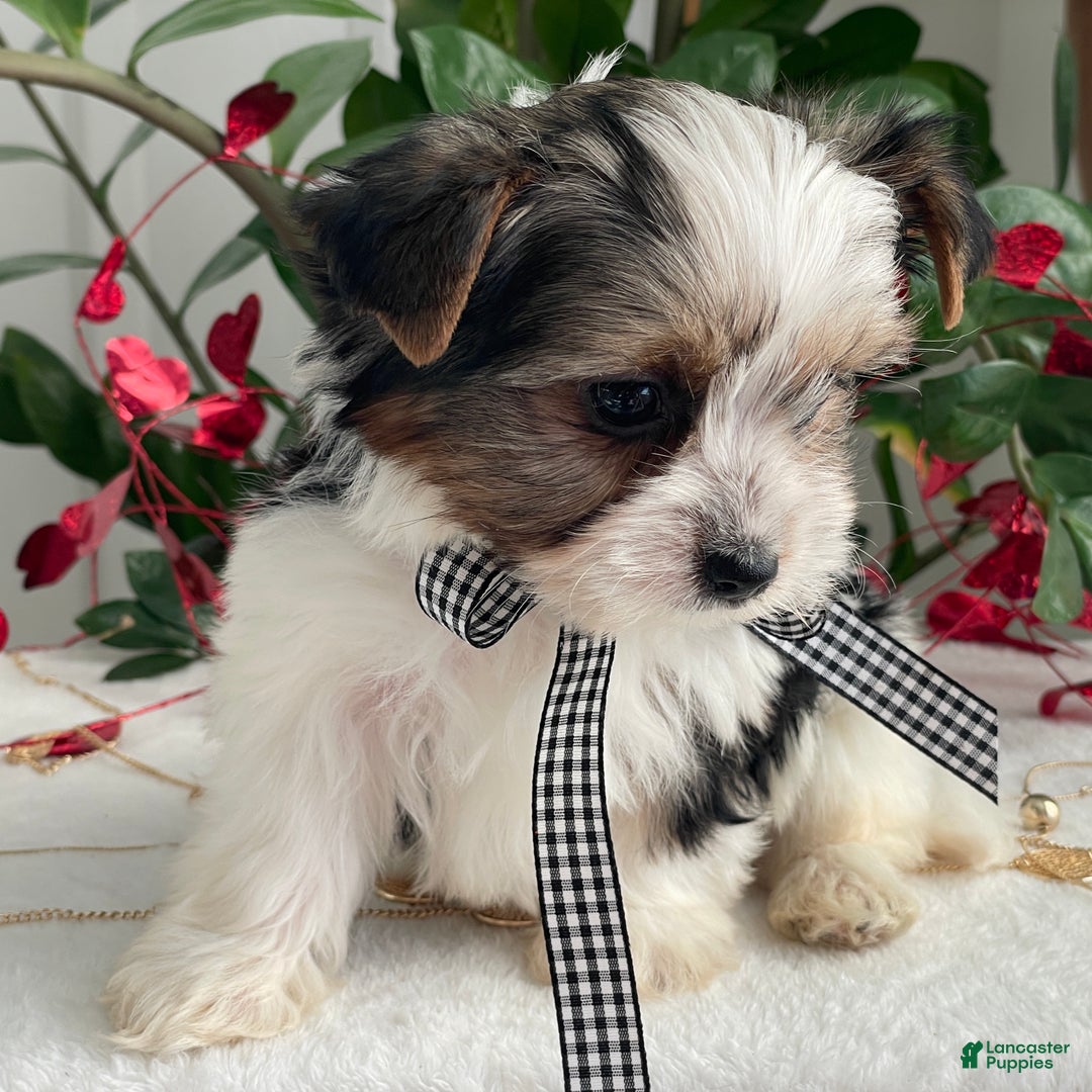 Biewer Terrier dogs for sale: Charlie - Ad 2