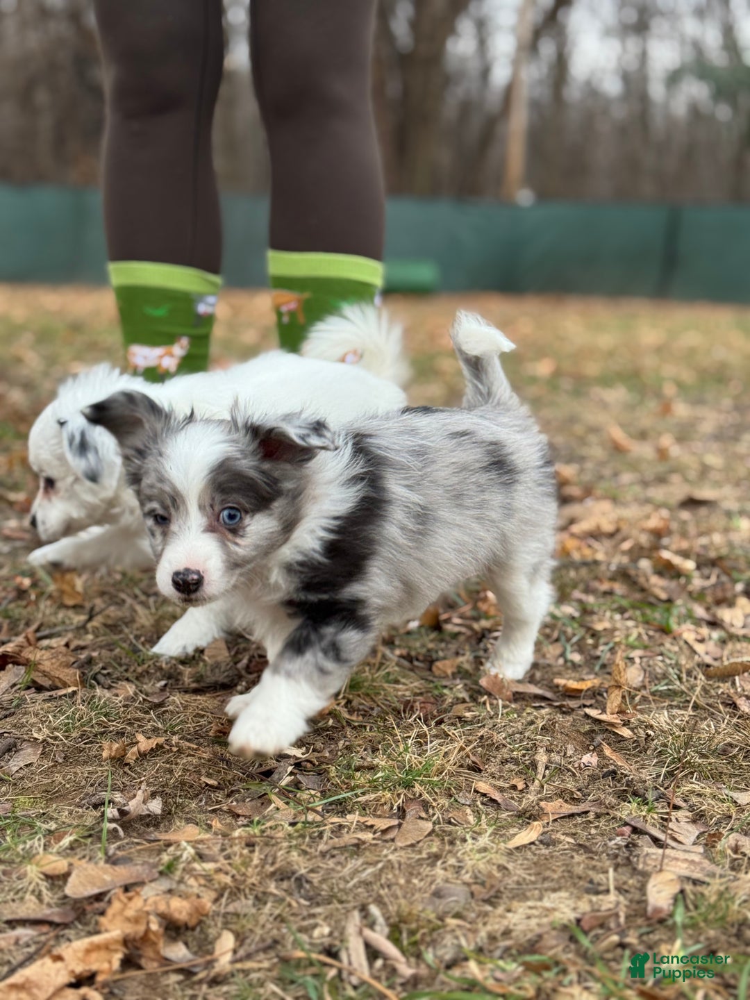 Mixed Breed dogs for sale: Jasper - Ad 8