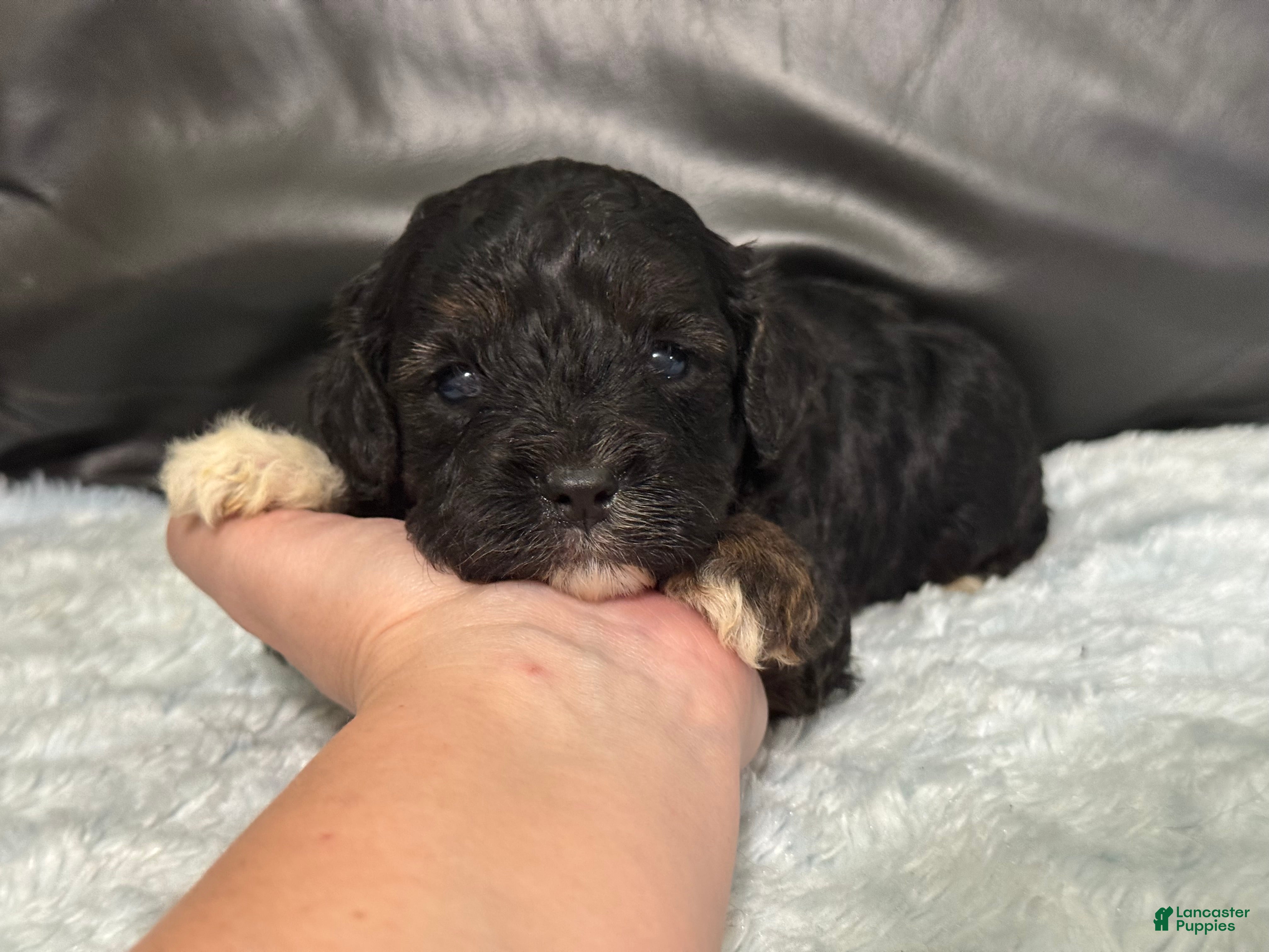 Cavapoo dogs Boots - Ad 23