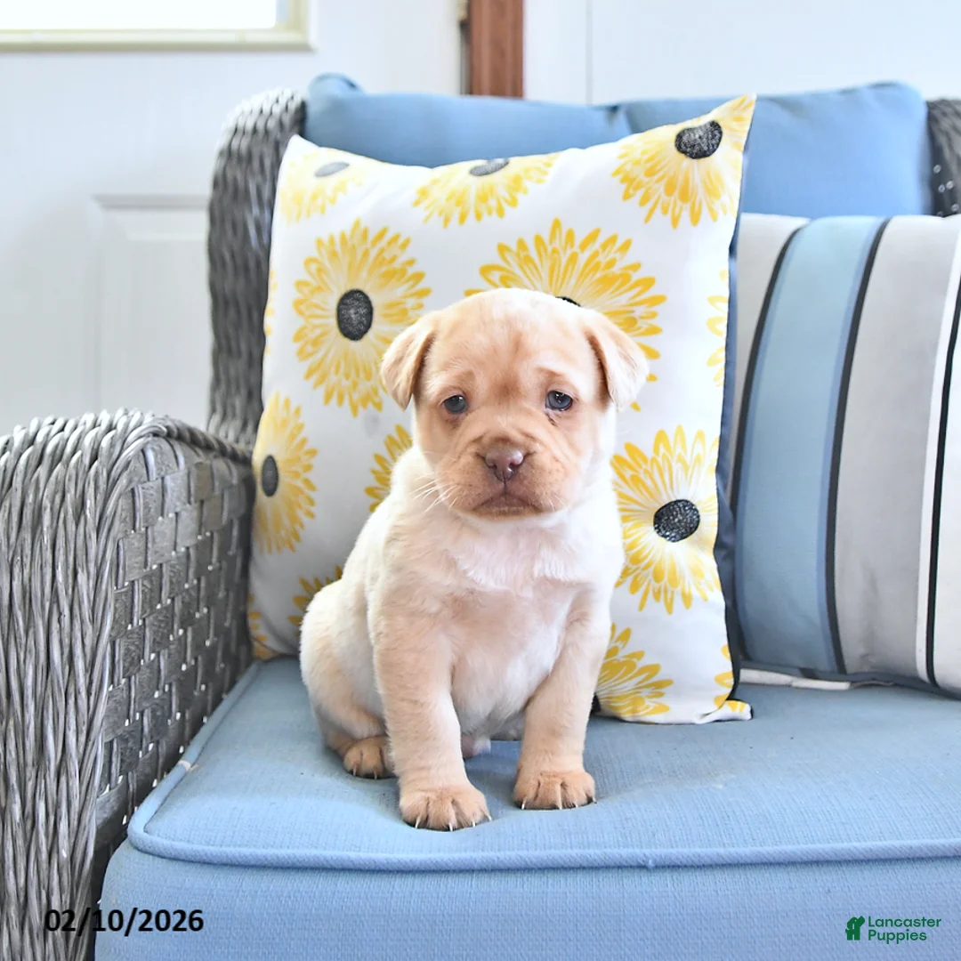 Mini Hippo dogs for sale: Treva - Ad 2