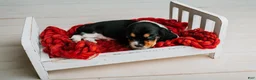 Basset Hound dogs for sale: Speck  - Ad 9