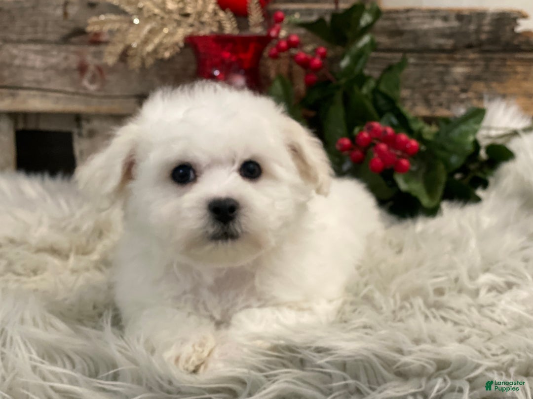 Bichon Frise dogs for sale: Edmond - Ad 1