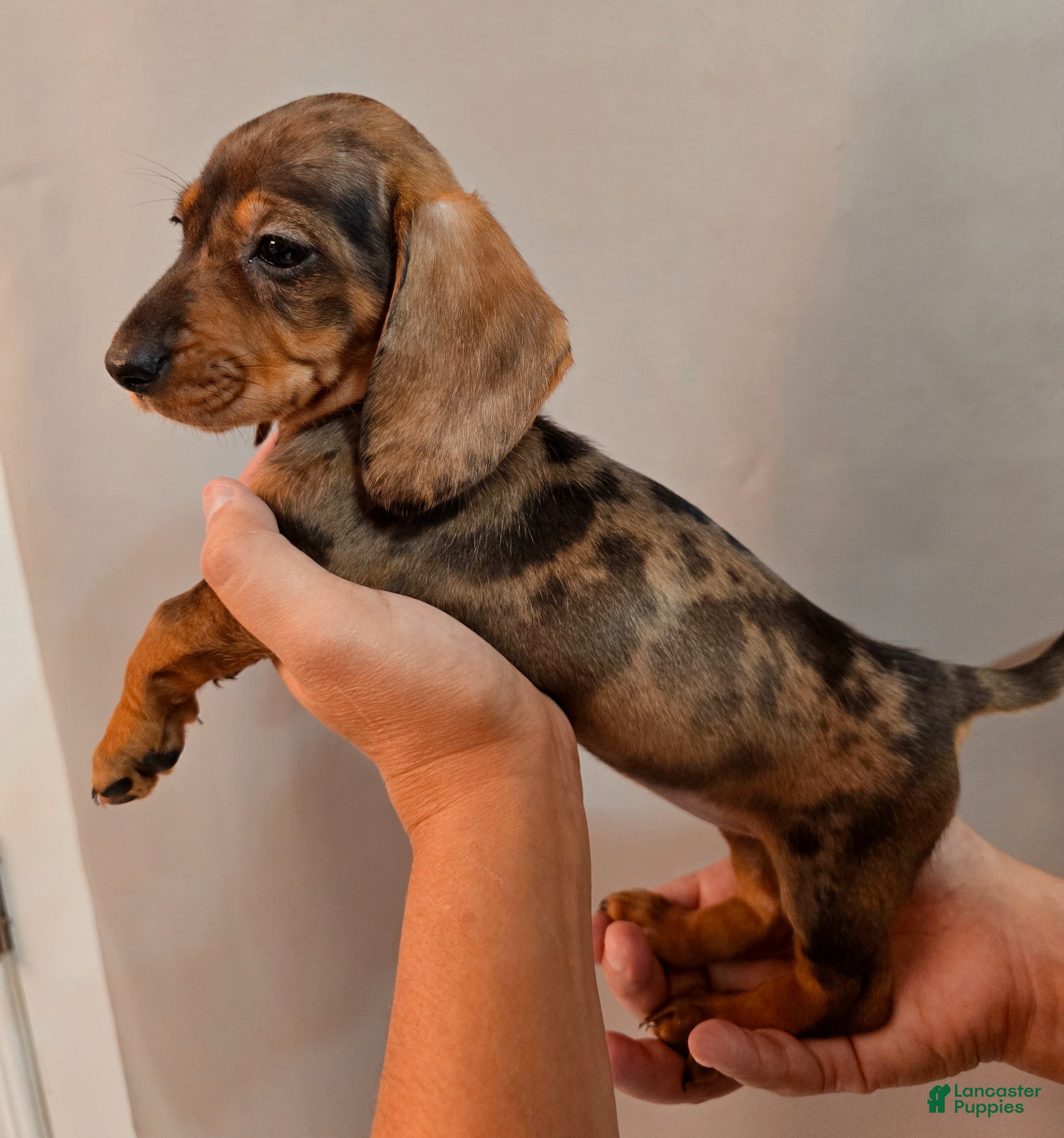 Miniature Dachshund dogs Miniature Dachshund Puppy 2 - Ad 1