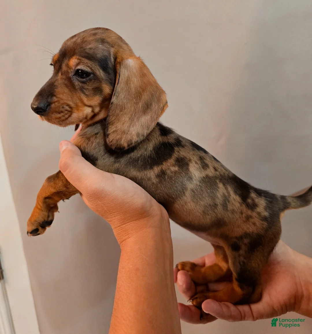 Miniature Dachshund dogs for sale: Miniature Dachshund Puppy 2 - Ad 1