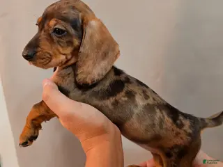 Miniature Dachshund dogs for sale: Miniature Dachshund Puppy 2 - Ad 1