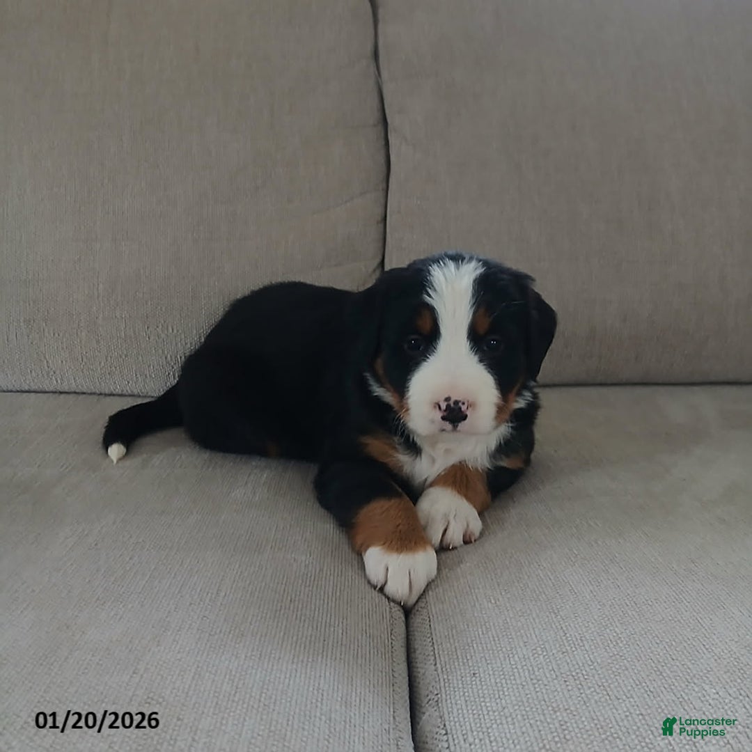 Bernese Mountain Dog dogs for sale: Isla - Ad 3