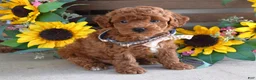 Toy Poodle dogs for sale: Payton - Ad 3