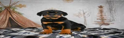 Rottweiler dogs for sale: Tara/ Mocha – Santos Ad-Dirah - Ad 13