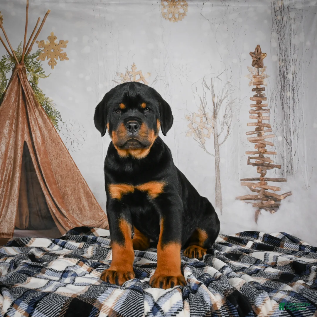 Rottweiler dogs for sale: Tara/ Mocha – Santos Ad-Dirah - Ad 13