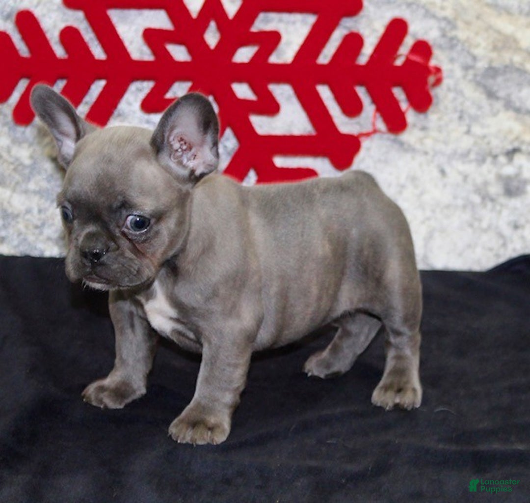 French Bulldog dogs for sale: Donna - Ad 4