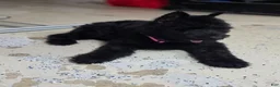 Giant Schnauzer dogs for sale: Giant Schnauzer ruby  - Ad 13